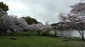 2015桜.jpg