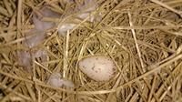 ツバメの卵.jpg